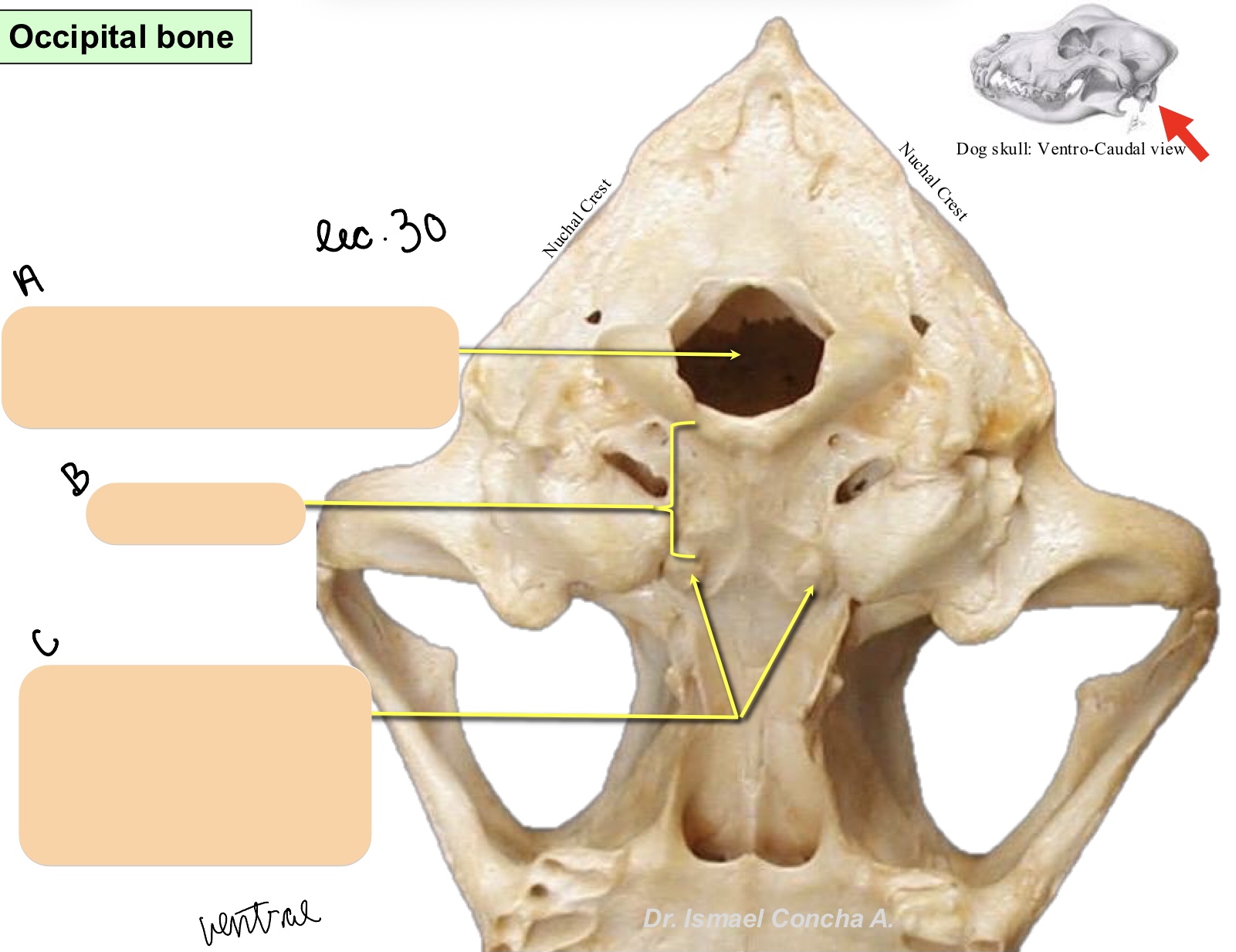 <p>Name the structure(s) indicated by a, b, and c.</p>