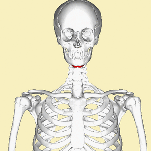 <ul><li><p>is an unpaired, U-shaped bone that is not part of the skull and has no direct bony attachment to the skull or any other bones.</p></li><li><p>provides an attachment for some tongue muscles, and it is an attachment point for important neck muscles that elevate the larynx.</p></li></ul><p></p>