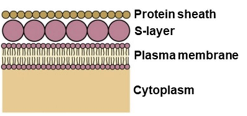 protein sheath