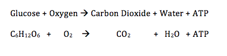 <p>Cellular Respiration</p>