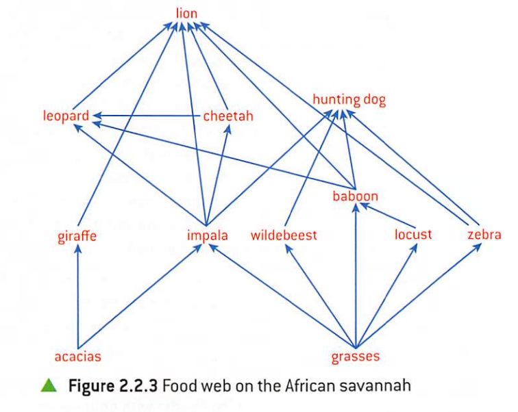 visual representations of feeding relationships between one organism and another