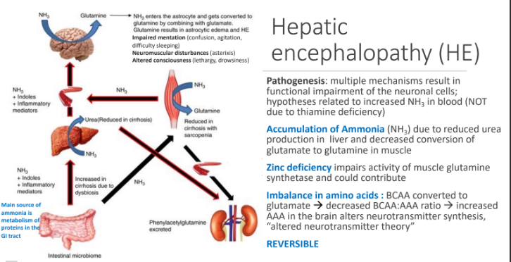 <ol><li><p><strong>Accumulation of Ammonia (NH3)</strong> → reduced urea production in liver and decreased conversion of glutamate to glutamine in muscle</p></li><li><p><strong>Zinc deficiency </strong>→ impairs activity of muscle glutamine synthetase and could contribute</p></li><li><p><strong>Imbalance in amino acids</strong> → : BCAA converted to glutamate → decreased BCAA:AAA ratio → increased AAA in the brain alters neurotransmitter synthesis, “altered neurotransmitter theory”</p></li></ol><p></p>