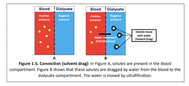 <p>passive movement of solutes dissolved in fluid from pressure gradients rather than differences in concentration (solvent drag)</p><p>solutes move from area of higher to lower fluid pressure gradient </p><p>rate is dependent on molecular size </p>