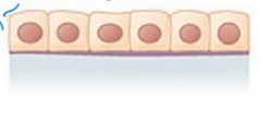 <ul><li><p><strong>Location</strong>: In ducts and secretory portions of small glands and in kidney tubules.</p></li><li><p><strong>Function</strong>: Secretes and absorbs.</p></li><li><p>**For SECRETION</p></li></ul><p></p>