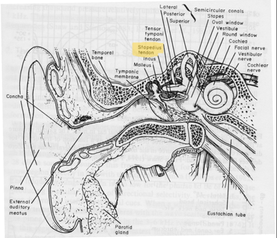 <p>Contracts and works with the tensor tympani during high intensity sound to limit the motion of the ossicles and protect the inner ear</p><ul><li><p>in the middle ear</p></li><li><p>a tympanic muscle</p></li></ul><p></p>