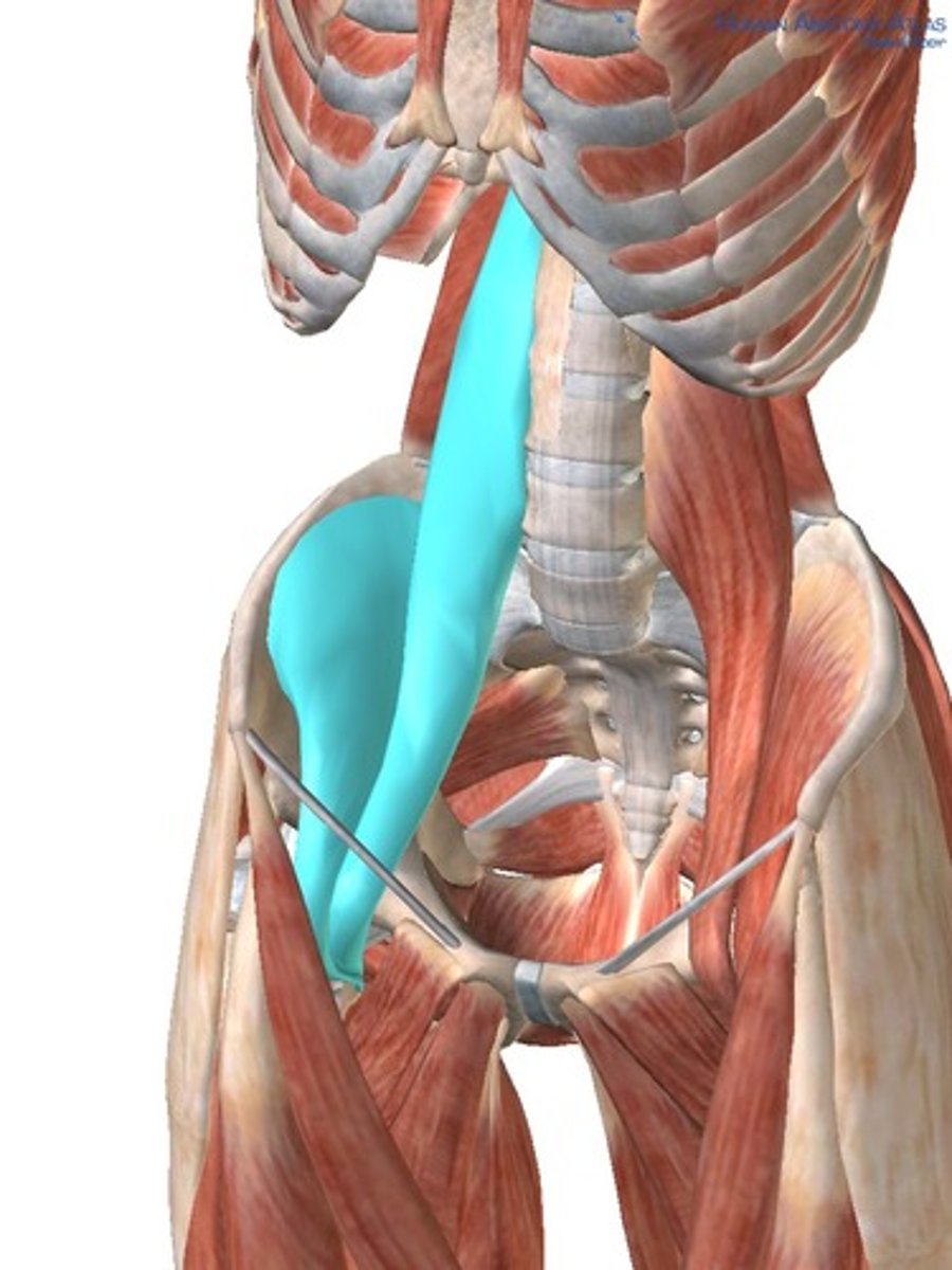 <p>Identify what the highlighted muscle</p>