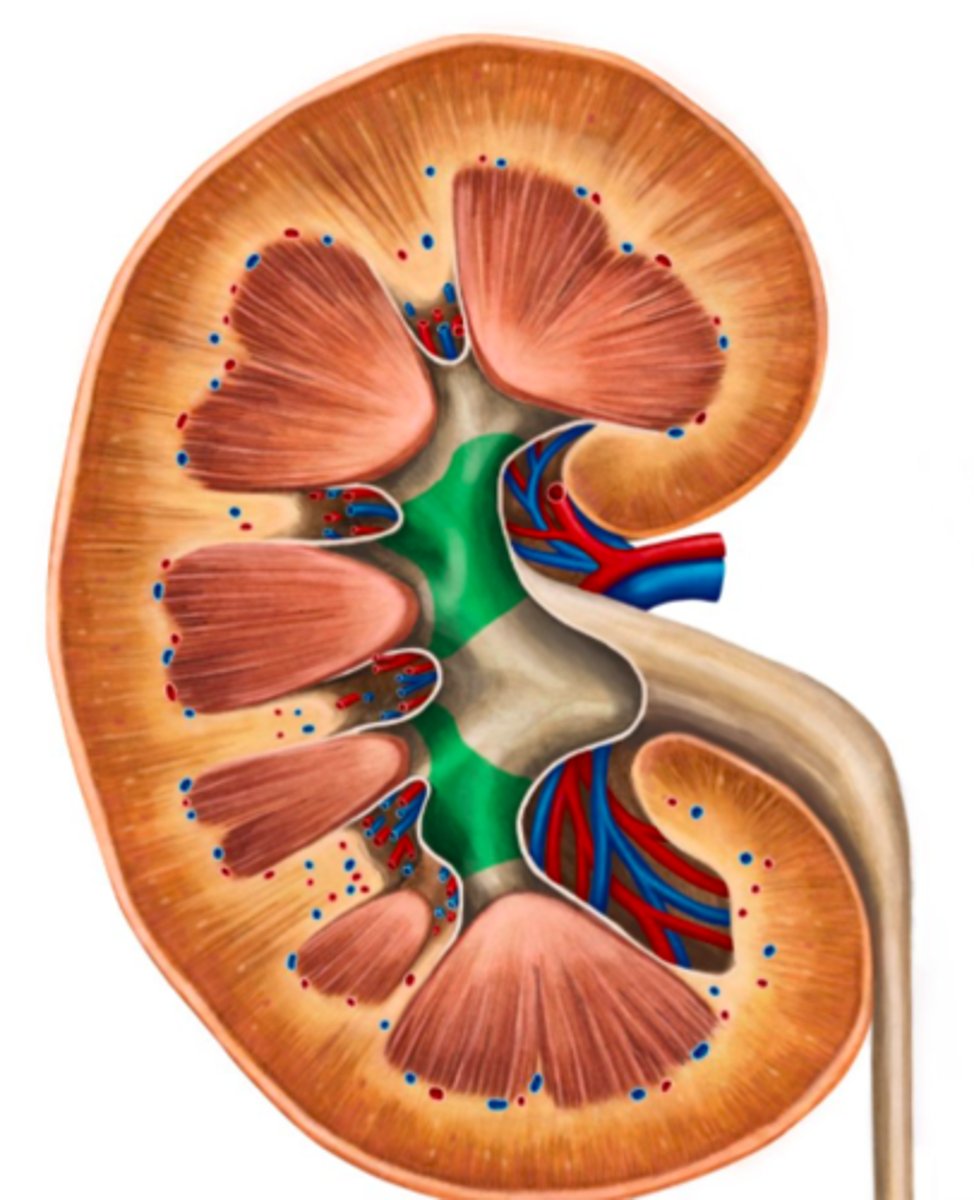 <p>Större njurkalk (plural, annars calyx)</p>