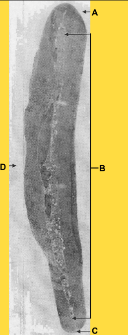 <p>What is A?</p>
