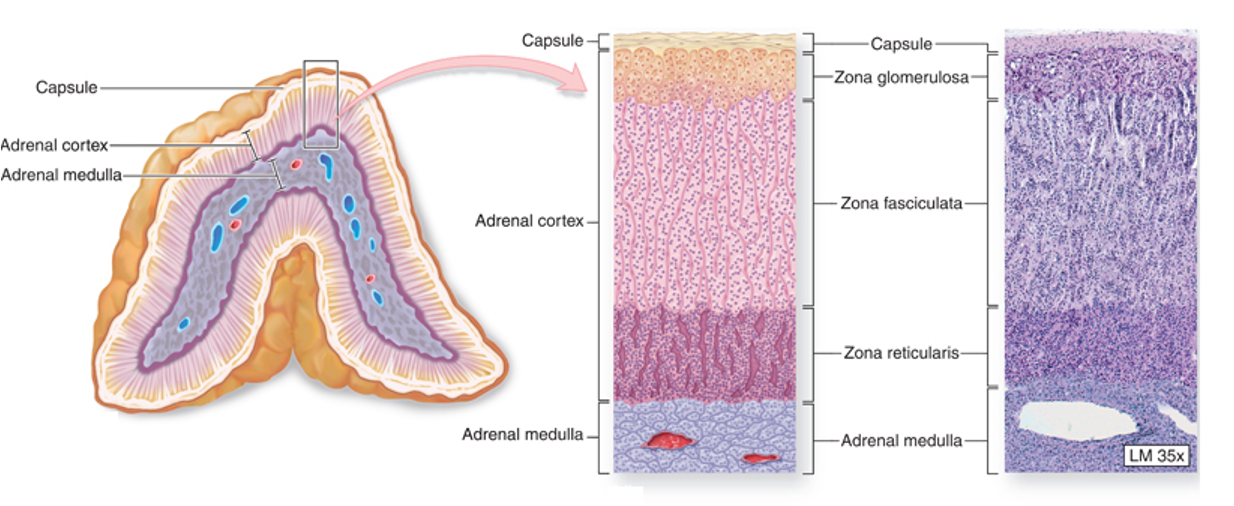 <p><span>Zona glomerulosa – mineralocorticoids, eg, aldosterone</span></p><ul><li><p>columnar/ovoid cells</p></li></ul><p><span>Zona fasciculata -&nbsp; glucocortocoids, eg, cortisol</span></p><ul><li><p>sinusoids between columns of cells</p></li></ul><p><span>Zona reticularis&nbsp; - gonadocorticoids, eg, androgens</span></p><ul><li><p>cells arranged in cords seperated by sinusoids</p></li></ul><p></p><p><span>Medulla – adrenaline, noradrenaline (chromaffin cells)</span></p><ul><li><p>pale staining, cells arranged in groups - rich blood supply</p></li></ul><p></p>