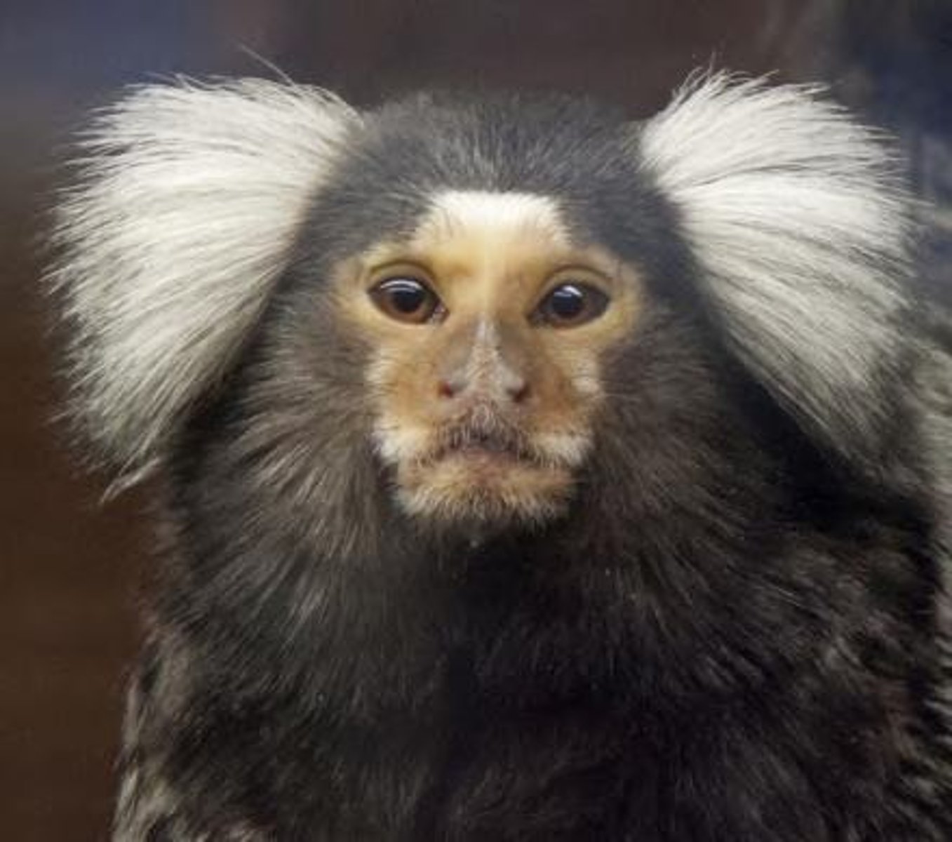 <p>Felids have small litters and are often polygynous; canids have large litters and are monogamous; marmosets are monogamous with male parental care.</p>