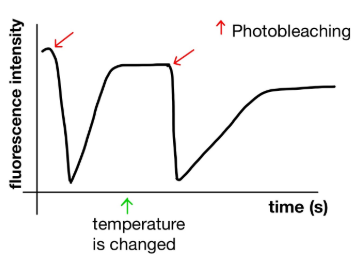 <p><span>This graph represents a FRAP experiment in which the recovery of fluorescence is measured before and after changing the temperature at which the experiment is done. Has the temperature been reduced or increased? </span><strong>Justify your answer</strong><span><strong>.</strong></span></p>