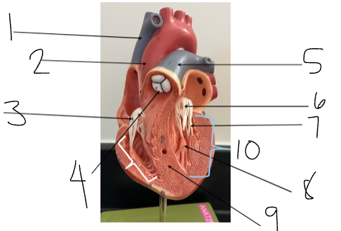 <p>5</p>