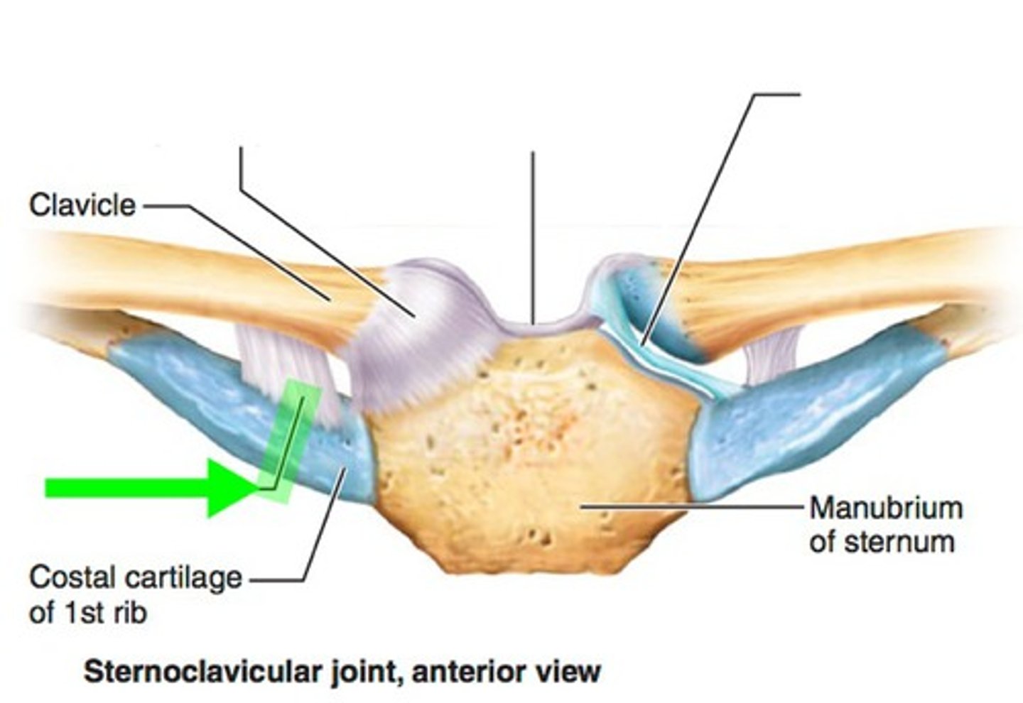 <p>ligament that connects costal cartilage of the 1st rib to clavicle (costal tuberosity)</p>