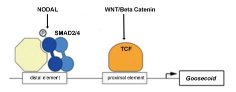 <ul><li><p>Organiser specific genes like <em>Goosecoid </em>(<em>Gsc</em>) are only transcriptionally activated via BOTH:</p><ul><li><p>A Nodal downstream effector (Smad2/4)</p></li><li><p>A Wnt/β-catenin downstream effector (activating TCF (T-cell factor) downstream effectors).</p></li></ul></li><li><p>The Spemann-Mangold Organiser expresses a combination of β-catenin-induced T-cell factor &amp; Nodal-related-activated Smad2 transcription factors, which induce other transcription factors such as Goosecoid, Not1, and Lim1 in the Organiser tissue.</p></li><li><p>Brachyury transcription factor is expressed throughout the mesoderm, including in the Organiser.</p></li><li><p>The targets of Organiser-specific transcription factors <strong><u>in combination</u></strong> with Brachyury targets create <strong><u>dorsal axial mesoderm</u></strong> which initiates the <u>gastrulation</u> process.</p></li><li><p>In chicks and humans, the equivalent structure of the Organiser is <strong><u>“Hensen's Node”</u></strong>.</p></li></ul><p></p>