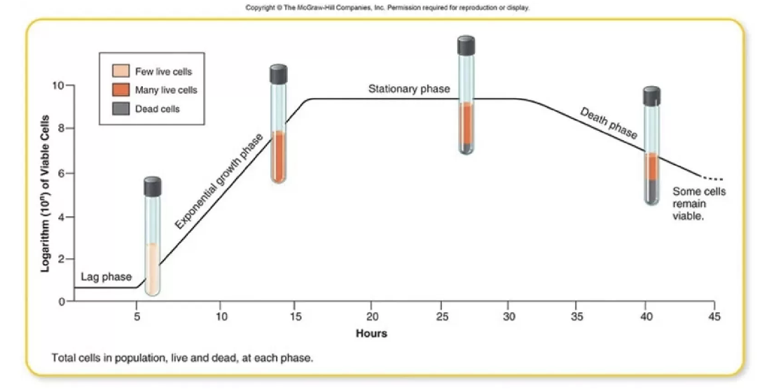 <ol><li><p><strong>Lag phase</strong>: Liten/ingen tillväxt. </p></li><li><p><strong>Exponentiell tillväxtfas</strong>: Snabb tillväxt. </p></li><li><p><strong>Stationär fas</strong>: Ingen tillväxt/död. </p></li><li><p><strong>Dödsfas</strong>: Bakterierna dör. </p></li></ol>