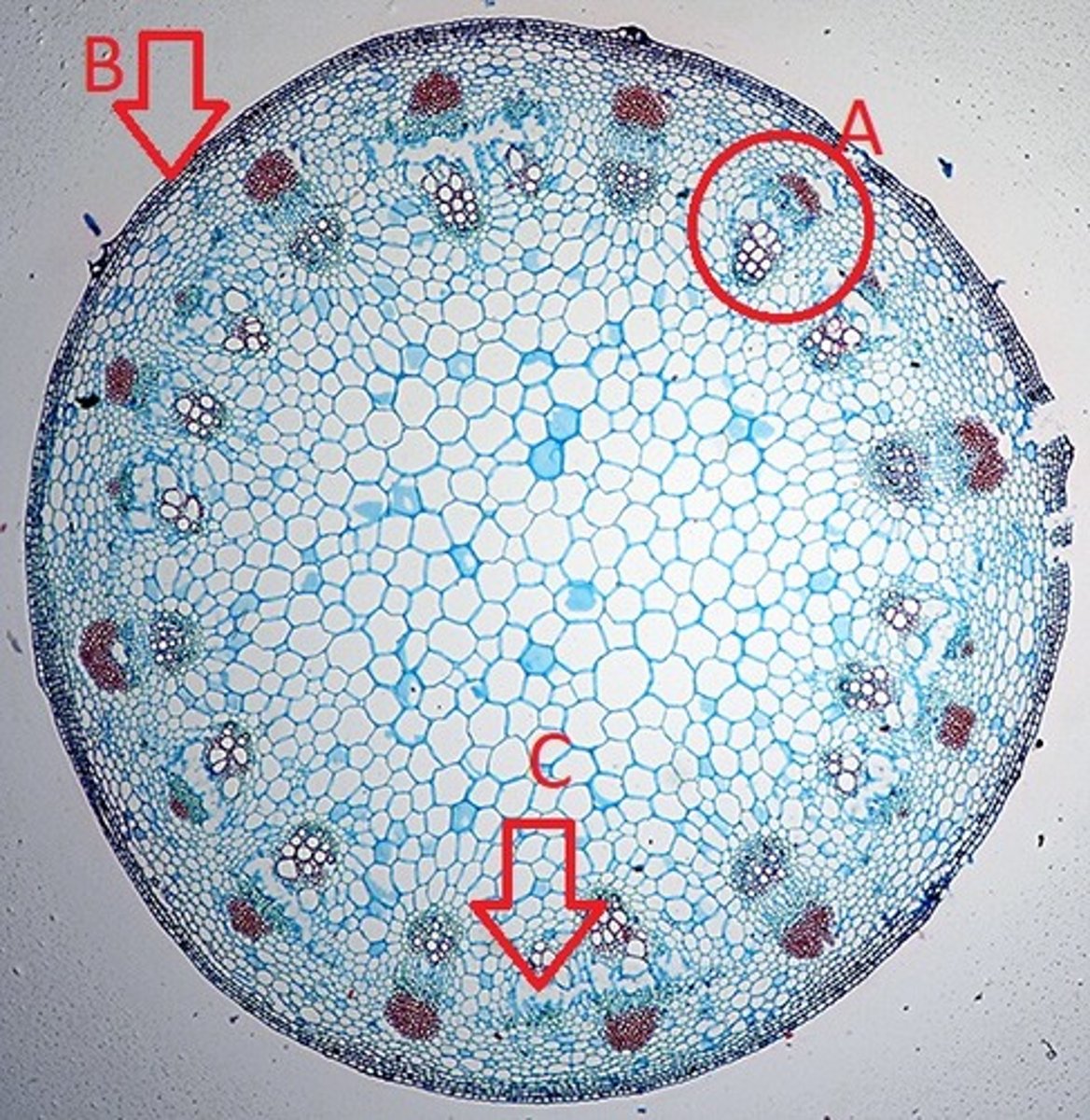 knowt flashcard image