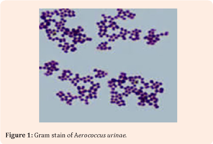 <p>What am i- gram stain, shape, arrangement</p>