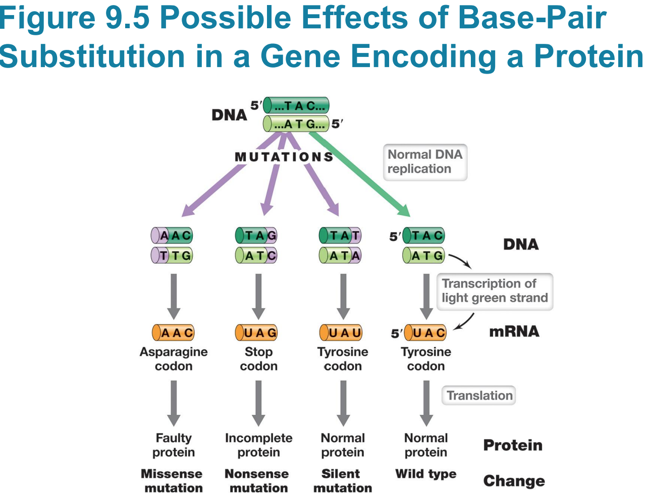 <p>– Silent mutations do not affect sequence of encoded polypeptide or phenotype (e.g., UAC to UAU)</p>