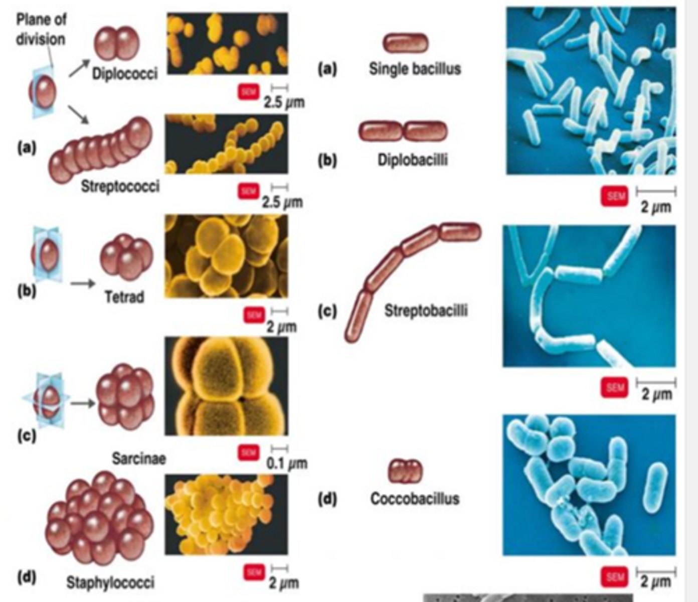 <p>Cocci, Bacilli, and Spirilla</p>