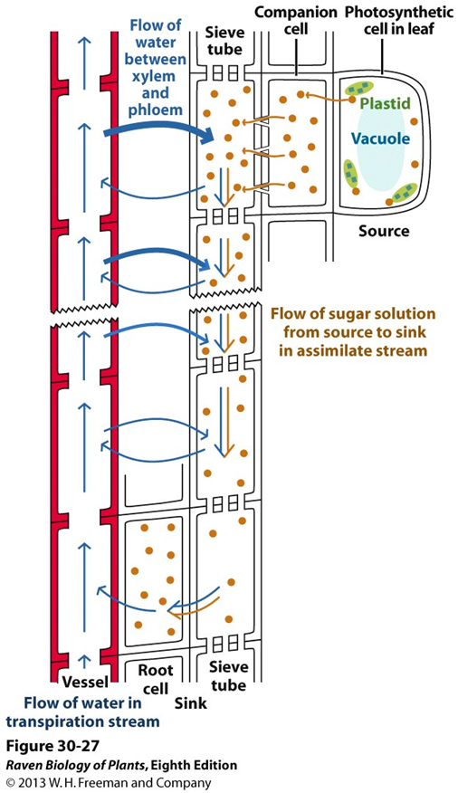 <ul><li><p>sugars move into sieve tubes increasing conc. gradient (Phloem Loading)</p></li><li><p>water (from xylem) enters sieve tubes via osmosis which increases turgor pressure </p></li><li><p>carried passively to a “sink”</p></li><li><p>sugar is removed from sieve tube</p></li><li><p>water moves back to xylem</p></li></ul><p></p>