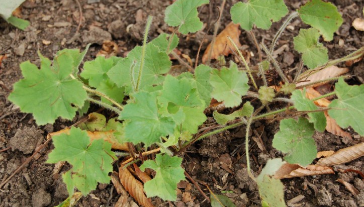 <p><em>Heuchera villosa</em>&nbsp;‘Autumn Bride’</p><p>hairy alumroot&nbsp;‘Autumn Bride’</p><p>Saxifragaceae</p>