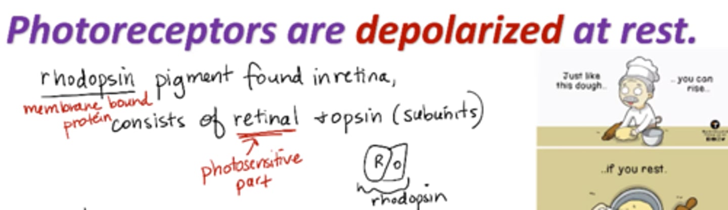 <p>-key protein of rods/cons</p><p>-consists of retinal + opsin </p><p>is a membrane-bound protein</p><p>retinal – light-sensitive part of the photopigment</p><p>opsin- move in response to light </p>