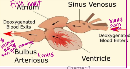 <ul><li><p>passes through the heart just one time </p></li><li><p><span style="color: #0f76af"><strong>blood</strong></span><span style="color: #1f8de2"><strong>-sinus venous-atrium-ventricle-conus arteriosum</strong></span>-<strong>gills </strong>(gas exchange) <span style="color: #f01313"><strong>-body - </strong></span><span style="color: #060000">Starts over again </span></p></li></ul><p></p>