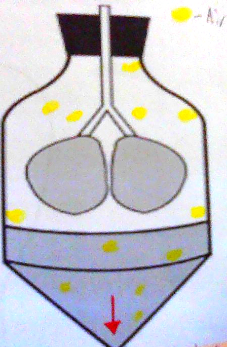 <ul><li><p>Chest Cavity gets larger</p></li><li><p>Pressure DECREASES</p></li><li><p>Air flows in</p></li><li><p>Lungs INFLATE</p></li></ul><p></p>