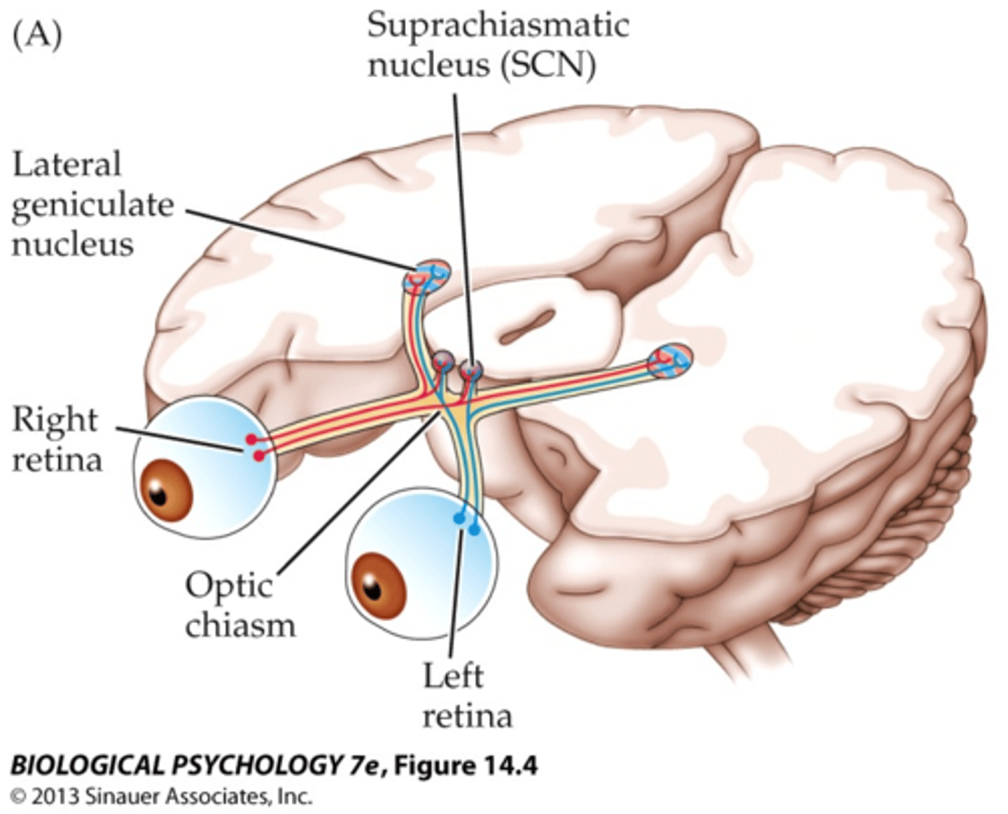 <p>Pathway through which light information travels from retina to SCN</p>
