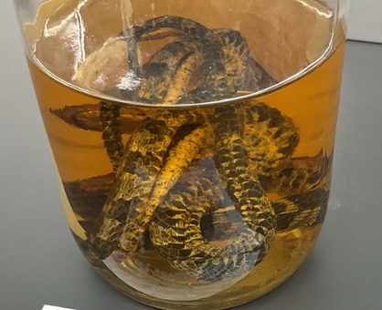 <p>Nerodia spiedon insularum</p><p>Lake Erie Watersnake</p><p>Special concern</p><p>Family Colubridae</p><p>Found in Lake Erie</p><p>Background colour is grey, grey-brown or olive</p><p>Dark grey to light tan blotches may or may not be present on the length of body (this depends on individuals)</p><p>If there are blotches they are on the anterior portion of the body and is a saddle-shaped marking</p><p>Belly is cream to light yellow with varying amounts of flecking</p><p>if threatened they may flatten its body to appear larger, release an odorous fluid from its cloaca, and if handled it will actively defend itself</p><p>Feeds on round body in the great lakes</p><p>Scales are keeled</p>