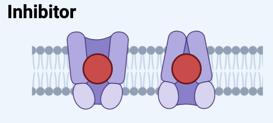<ul><li><p>Transporter inhibitors block transport </p></li></ul><p></p>