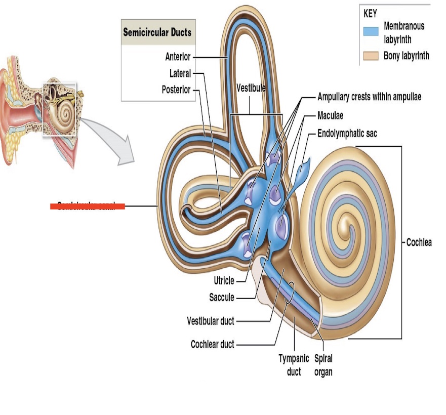 <p>function of semicircle canals</p>