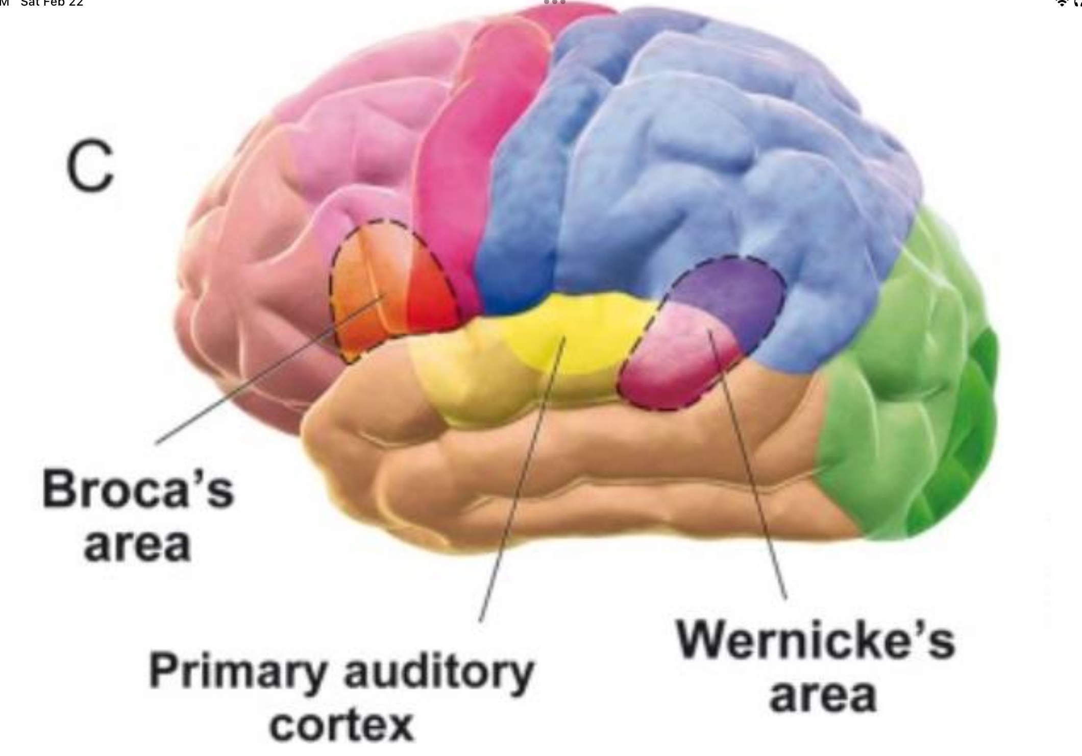<p>speech production in dominant hemisphere, inferior frontal gyrus</p><p>Brodmann’s area 44 & 45</p><p>brings together information begin process of creating motor production and speech, also has role in detecting inappropriate word use (semantics)</p>