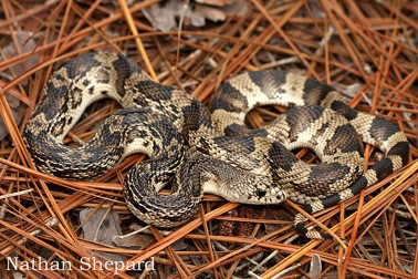 <p>open pine habitats; all of GA except Piedmont; species of concern; light tan background; black messy pattern turns into splotches; hisses</p>