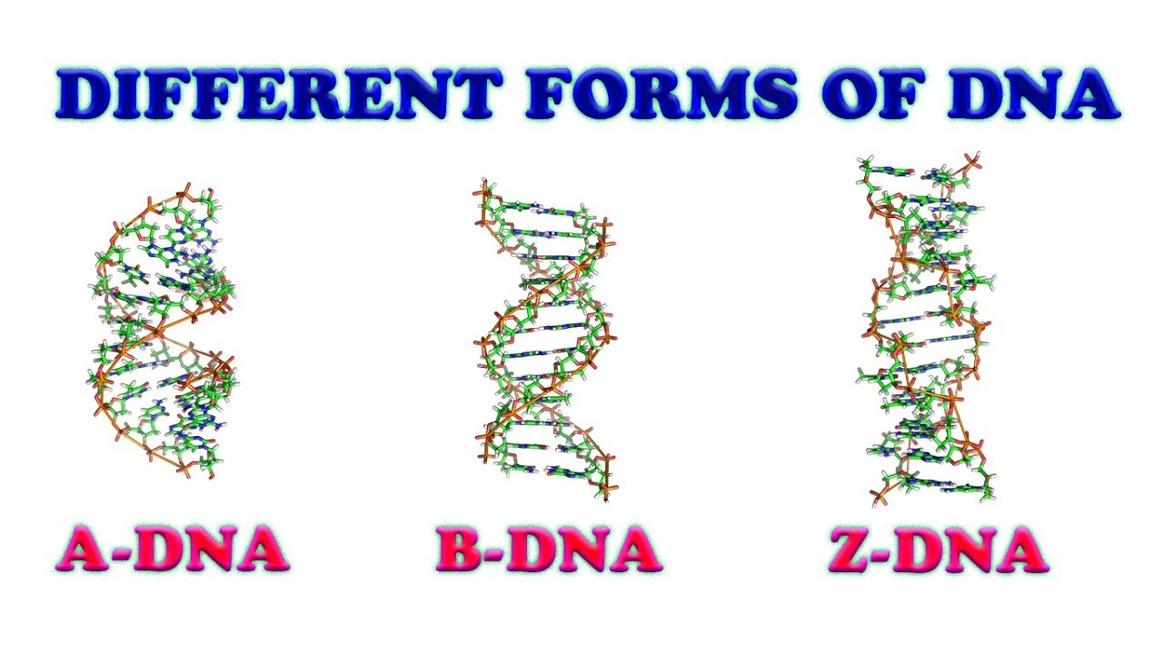 <p>-A, B &amp; Z</p><p>B: DNA-DNA dimers, hydrated form of DNA</p><p>A: RNA-RNA dimers &amp; RNA-DNA dimers</p><p>Z: Thought that the Z form may form spontaneously in G-C rich sequences</p>