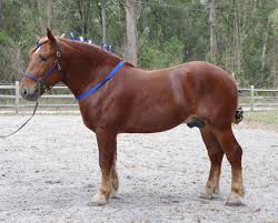 <p>england, small draft breed</p>