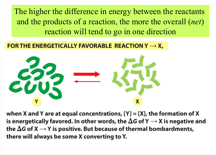 <p>X has less energy than Y, favored direction will be toward X</p><p>Y—>X</p>