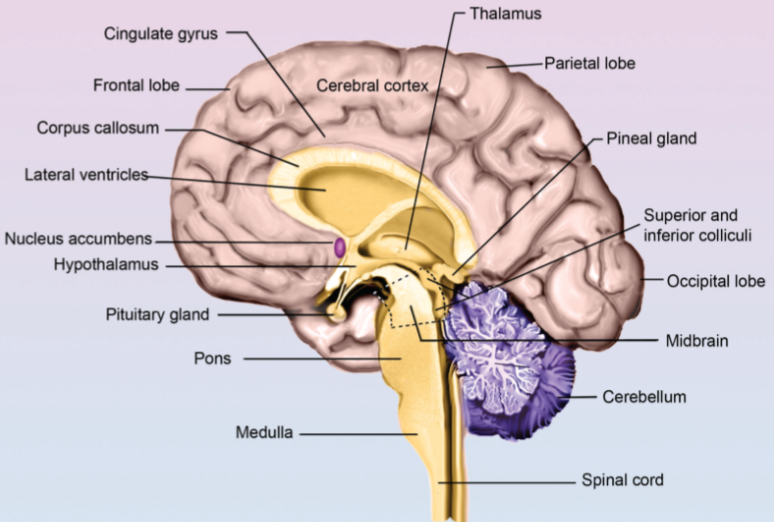 Interior Features of the Brain.