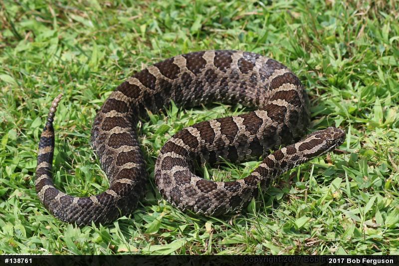 Eastern Massasauga