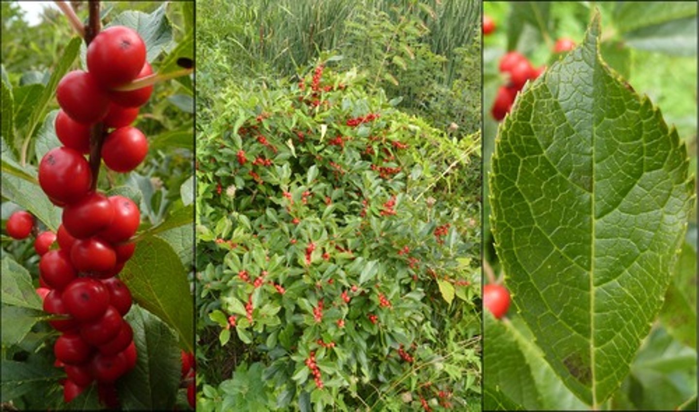 <p>Ilex decidua<br>Aquifoliaceae</p>