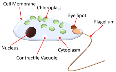 Euglena (Kingdom: Protista/ Phylum: Euglenophyta)