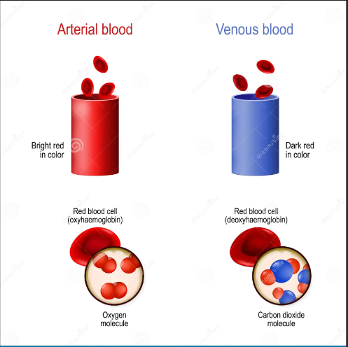 <p>arterial blood </p>