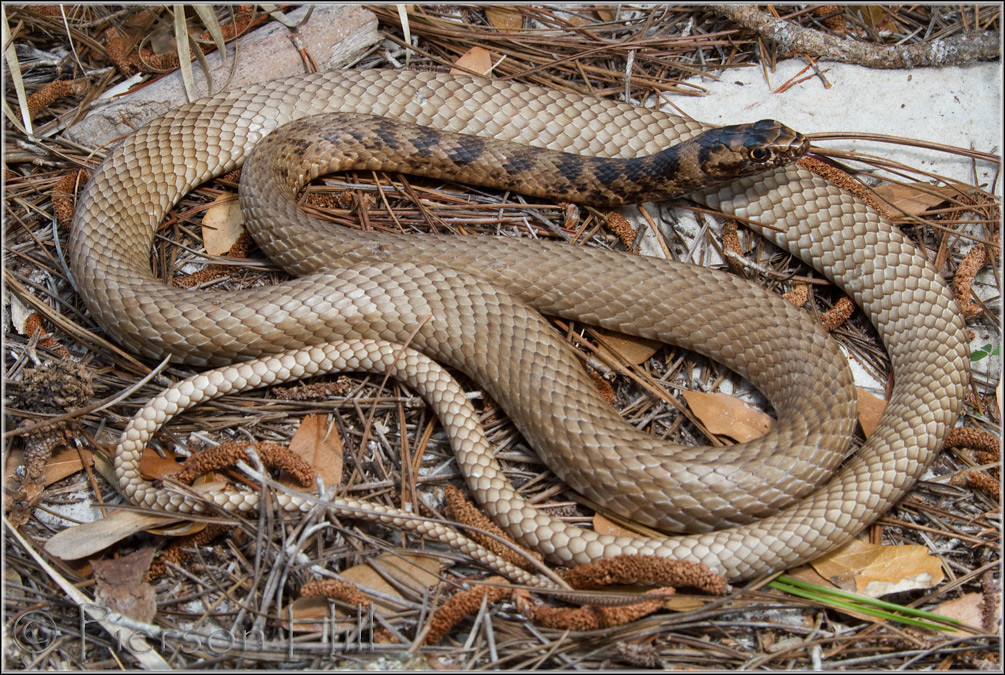 <ul><li><p>narrow, darker head</p></li><li><p>medium size</p></li><li><p>eyebrow ridge</p></li><li><p>dark body blends to light from head to tail</p></li></ul><p></p>