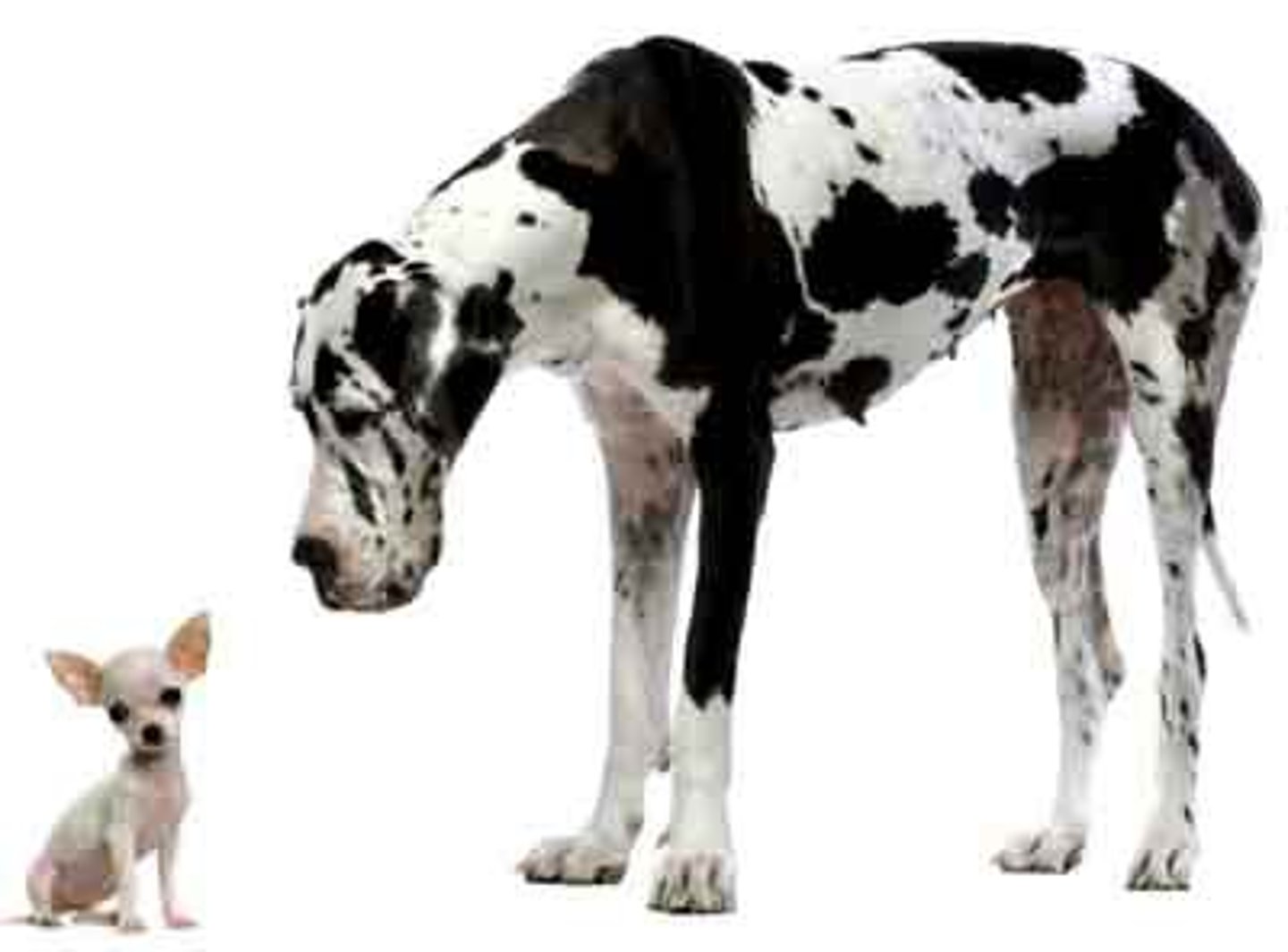 <p>mating is attempted, but morphological differences prevent its successful completion</p>