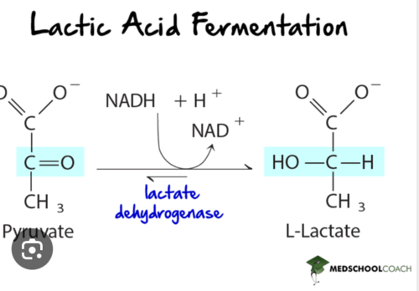 <p>If oxygen or mitochondria are absent, the NADH produced in glycolysis is oxidized by cytoplasmic lactate dehydrogenase. (RBCs, skeletal muscle)</p><p>lactate dehydrogenase: NADH -> NAD+, which replenishes NAD+ so glycolysis can continue</p><p>by reducing pyruvate to lactate and oxidizing NADH to NAD+, lactate dehydrogenase prevents this potential problem for developing</p>