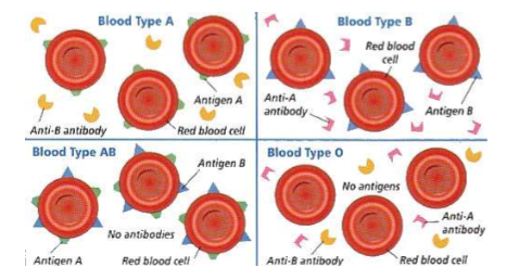 <p>Each different blood type have very specific glycoproteins and glycolipids</p><ul><li><p>Identifying markets on the blood is how they communicate</p></li><li><p>Blood type O has <strong>NO </strong>antigens —&gt; that’s why it’s the <strong>universal giving blood type</strong></p></li><li><p>Blood type AB can receive blood from anyone because it has the type A and type B flags on it </p></li></ul><p></p>