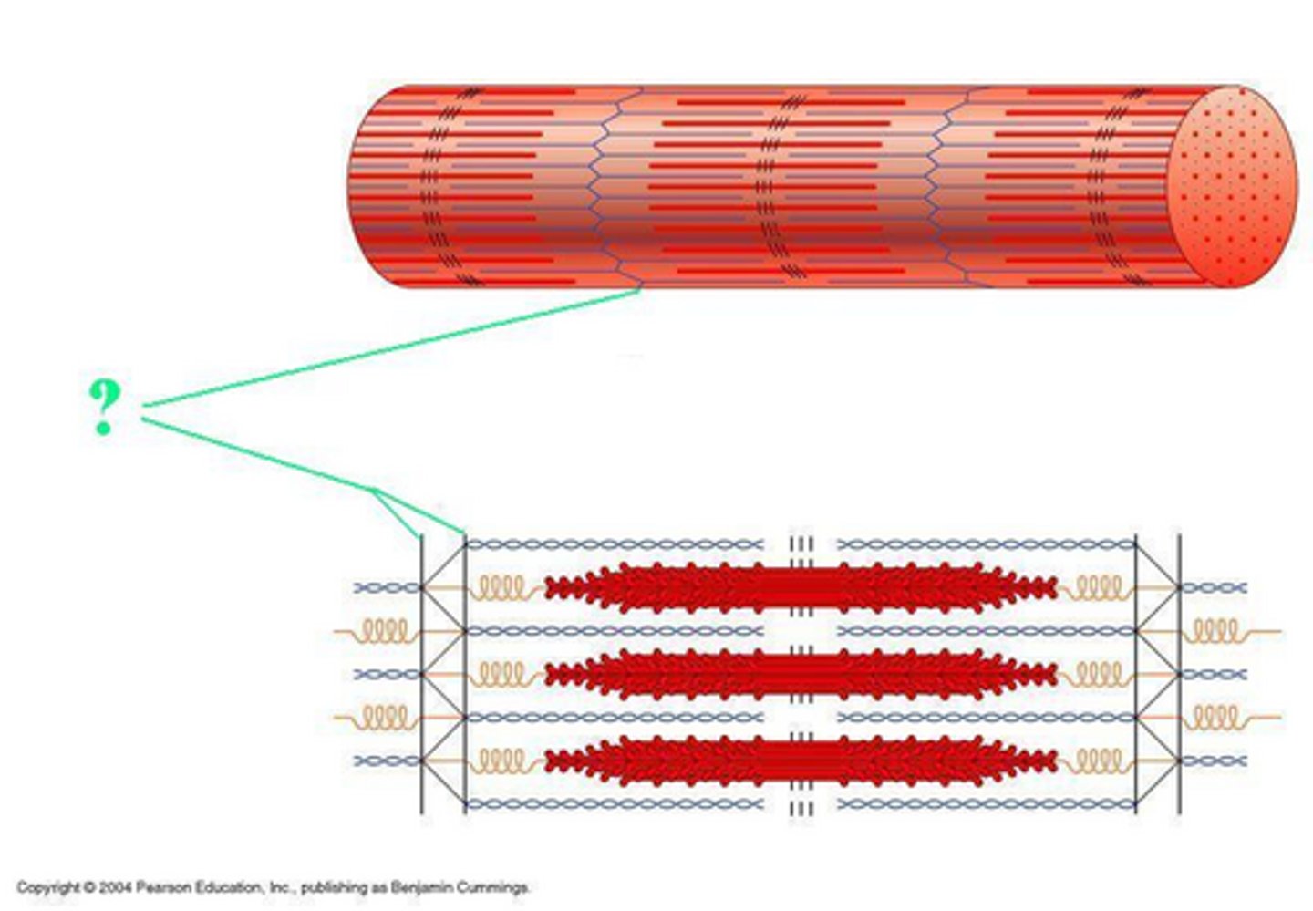 <p>Identify the indicated region of the sarcomere</p>
