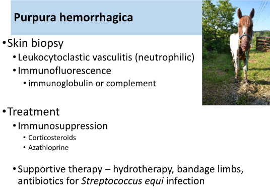 <ul><li><p>immunosuppression</p><ul><li><p>corticosteroids</p></li><li><p>azathioprine</p></li></ul></li><li><p>supportive therapy</p></li></ul><p></p>