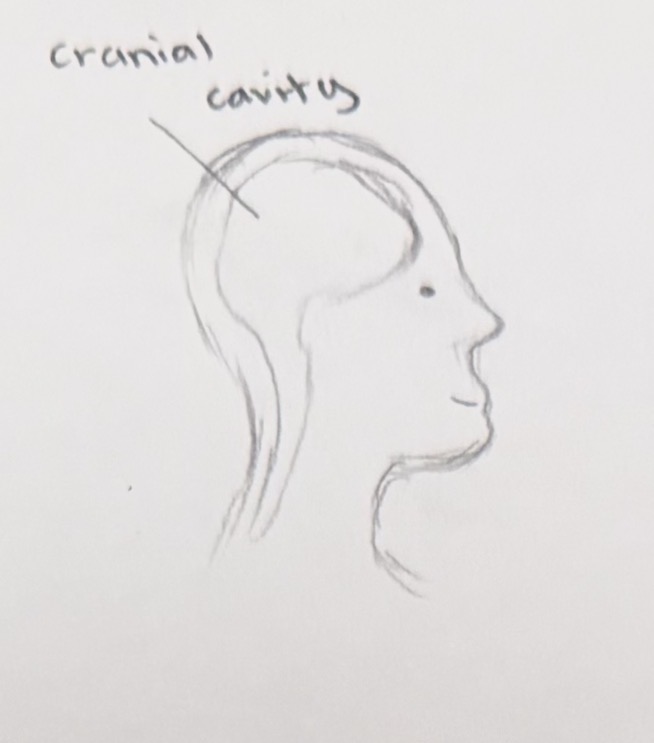 <p>the hollow space in the brain that houses and protects the brain</p>