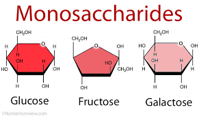 <p>The simplest carbohydrate, active alone or serving as a monomer for disaccharides and polysaccharides. Also called simple sugars, monosaccharides have molecular formulas that are generally some multiple of C-H-subscript-2-O. </p>